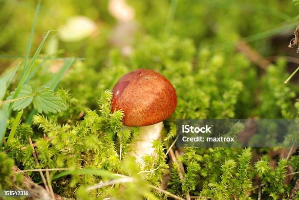 Redcap Mushroom Stock Photo - Download Image Now - Autumn, Close-up, Extreme Close-Up