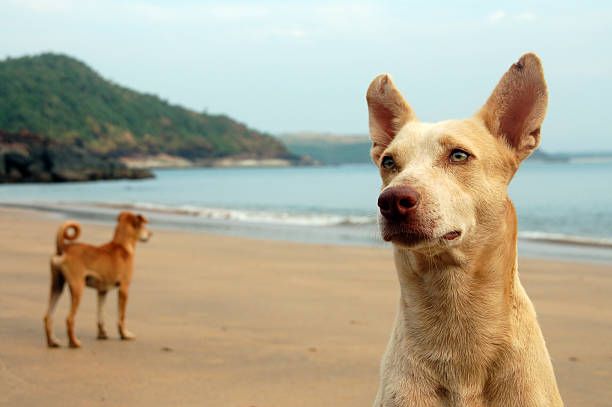 straydogs on a beach stock photo