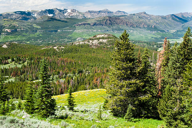 istock Alpine wildflower landscape 151542670