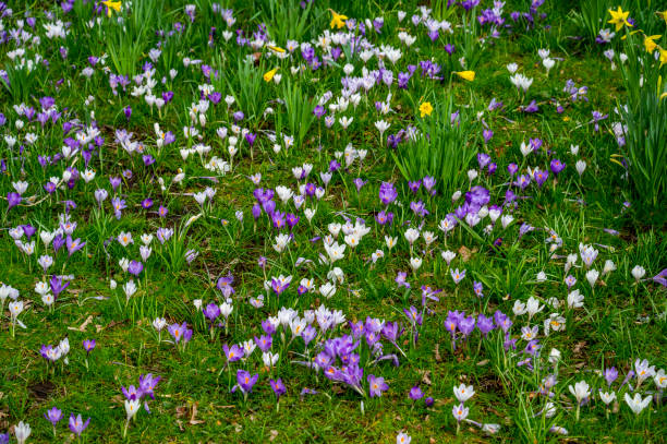 istock White and purple spring crocuses bloom 1515428999