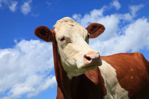 istock Head of cow 151543701