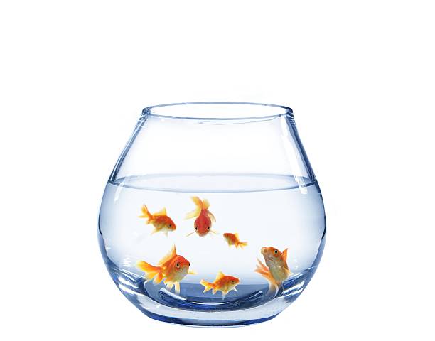 istock goldfish in aquarium 151543738