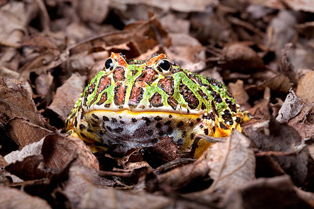 Pacman frog stock photo