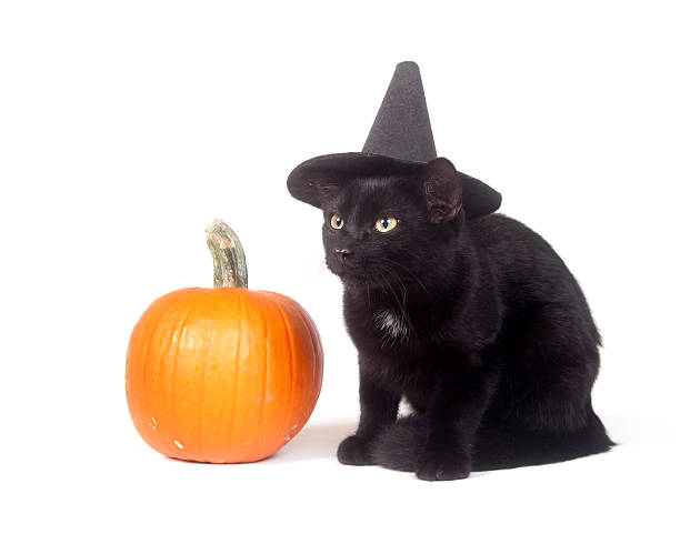 istock Black cat wearing a witch's hat next to pumpkin 151544088
