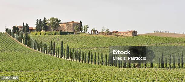 Zypressen Durch Weinberg Stockfoto und mehr Bilder von Mittelmeer-Zypresse - Mittelmeer-Zypresse, Chianti-Region, Fotografie