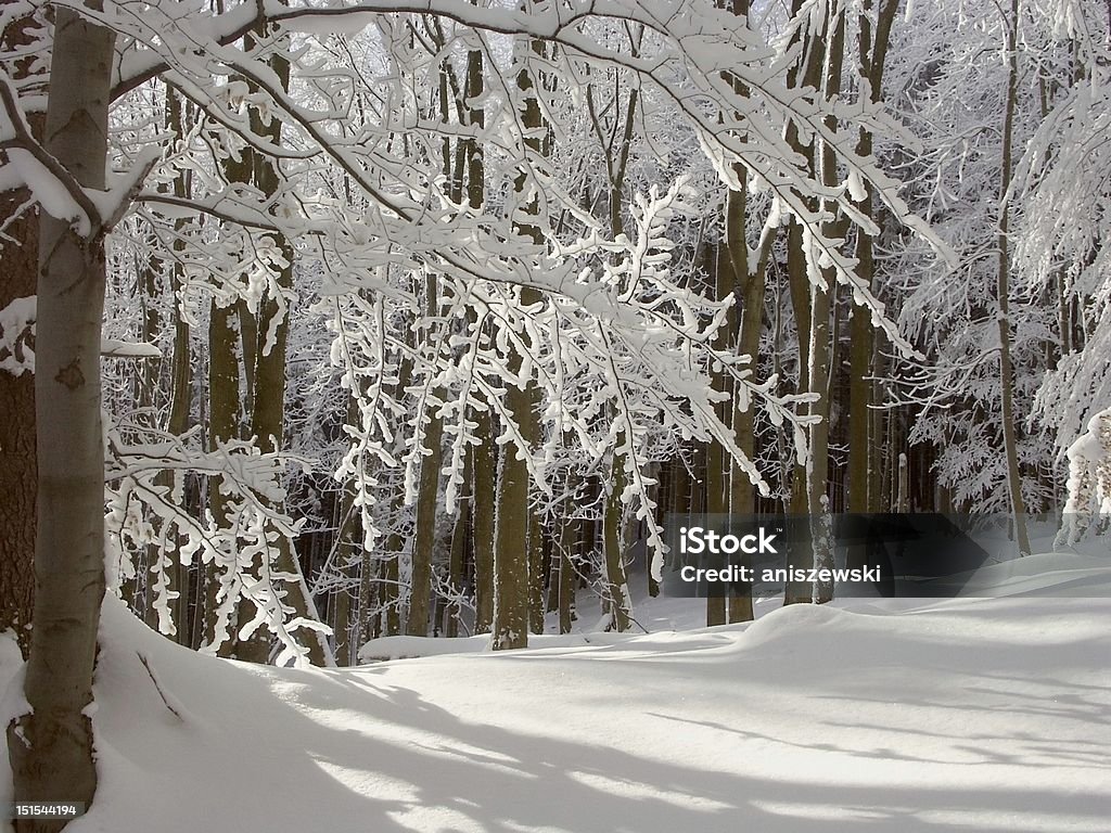 Forêt de hêtre d'hiver - Photo de Arbre libre de droits