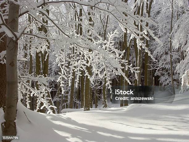 Photo libre de droit de Forêt De Hêtre Dhiver banque d'images et plus d'images libres de droit de Arbre - Arbre, Aube, Aulne