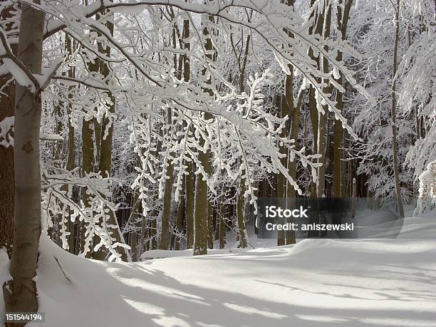 Зимний Лес Бук — стоковые фотографии и другие картинки Без людей - Без людей, Белый, Блестящий