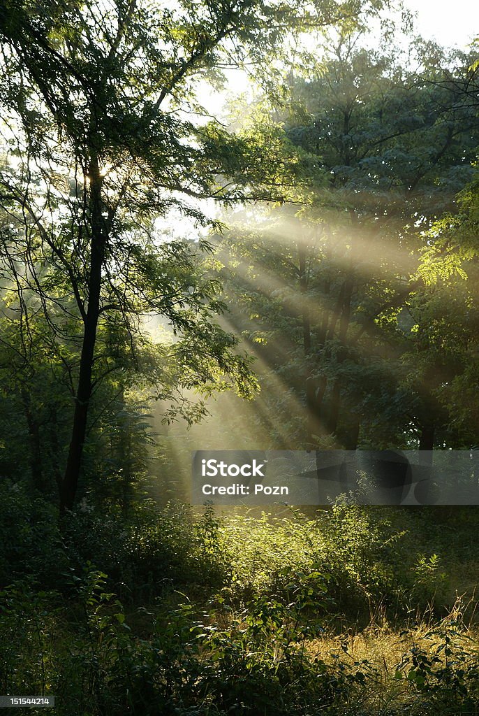 Sunrise Sunrise in the foggy morning Branch - Plant Part Stock Photo