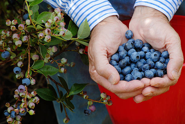 istock Handful of Blueberries 151544610