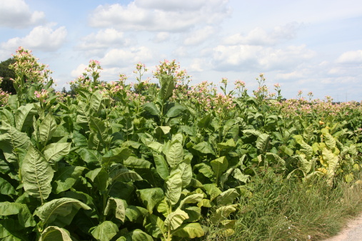 Tabacco field