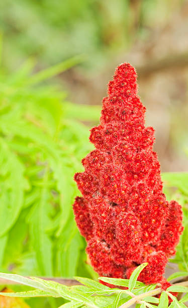 conical fruits rouges de la tiger yeux de sumac - knobbly photos et images de collection