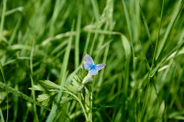 istock Gentle blue butterfly sways on a thin blade of grass in the forest 1515451209