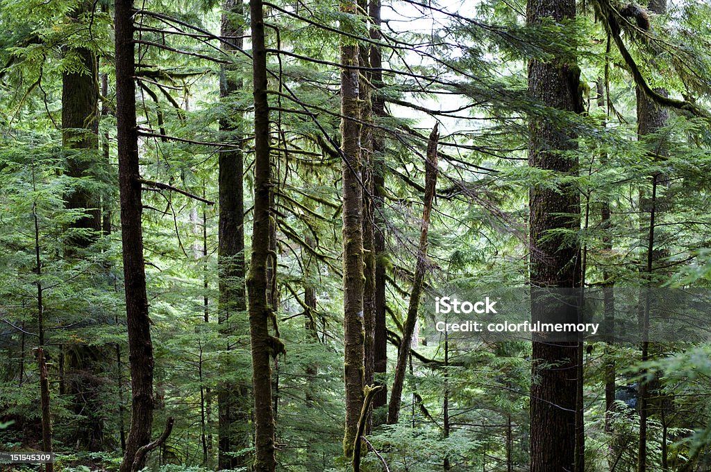 Bosque - Foto de stock de Parque Nacional de las Cascadas del Norte libre de derechos