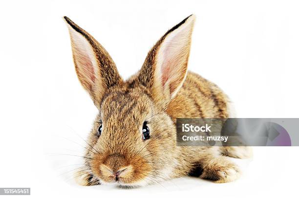 Baby Bunny Stock Photo - Download Image Now - Animal, Animal Body Part, Animal Ear