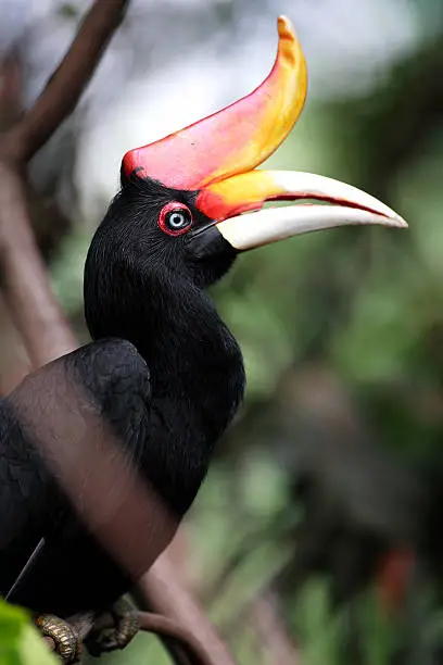 Black red hornbill