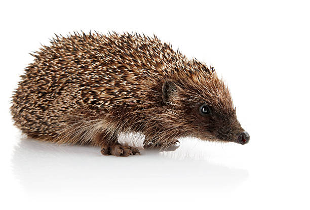 istock adult hedgehog isolated on white 151545640