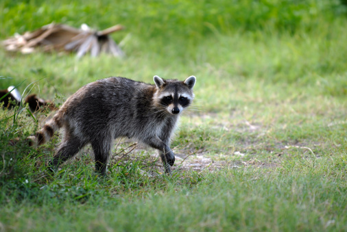 A wild raccoon scavenging for food on a summer evening.