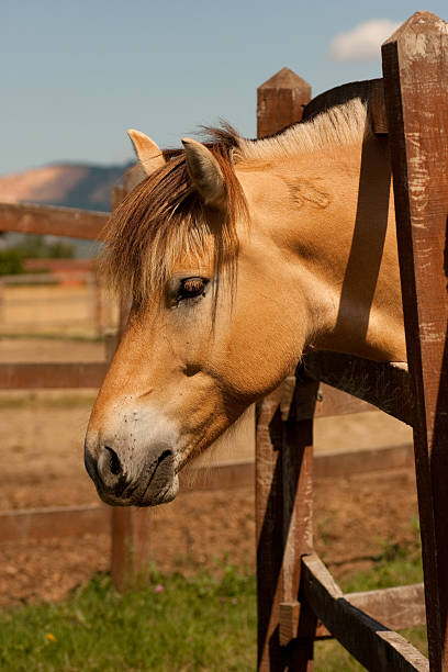 istock Portrait of a horse 151545837