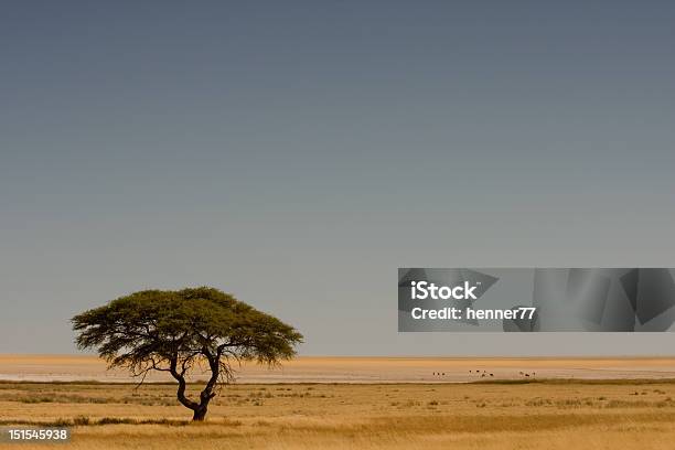 Foto de Schirmakazie e mais fotos de stock de Acácia - Acácia, Clima semiárido, Estepe