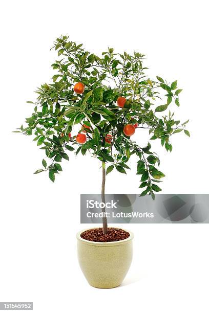 Árbol De Tangerine Foto de stock y más banco de imágenes de Fondo blanco - Fondo blanco, Foto de estudio, Fotografía - Imágenes