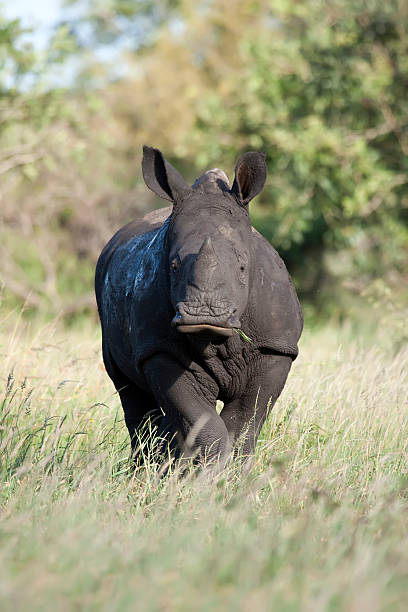 Rhino Baby Feeding stock photo