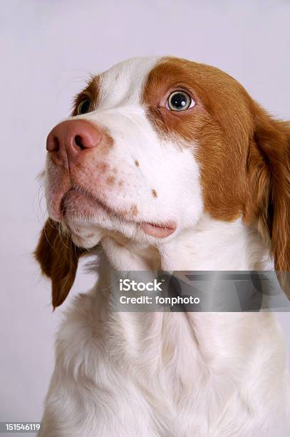 Brittany Spaniel Portrait Stock Photo - Download Image Now - Animal, Brittany - France, Brown