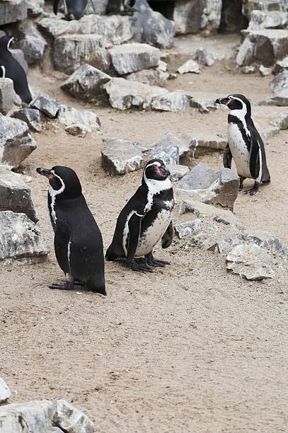 penguins stock photo