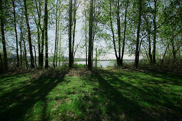 Alberi in ombra - foto stock