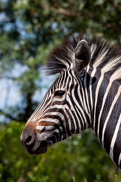 Zebra stock photo