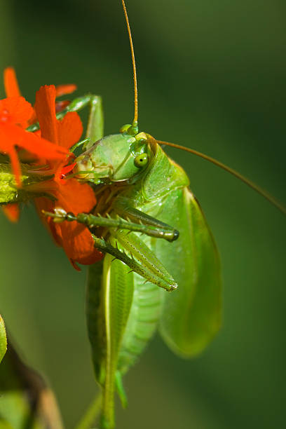 кузнечик, ест - giant grasshopper стоковые фото и изображения