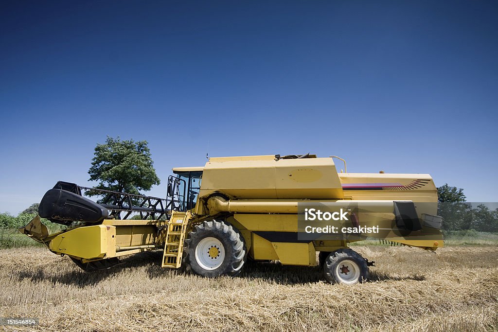 Amarillo combinación - Foto de stock de Agricultura libre de derechos