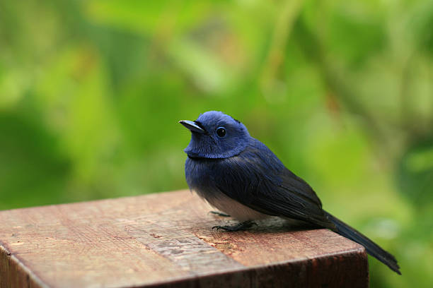 Cute blue bird sitting on wooden post stock photo