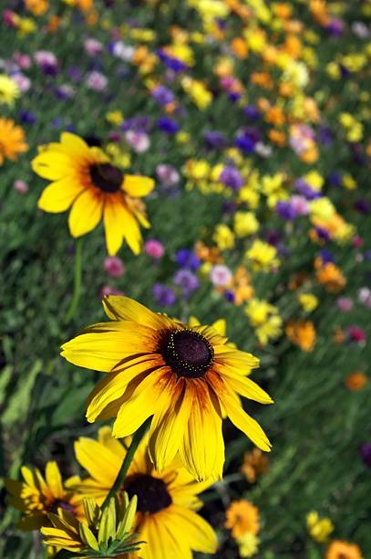 Black-Eyed Susan Field stock photo