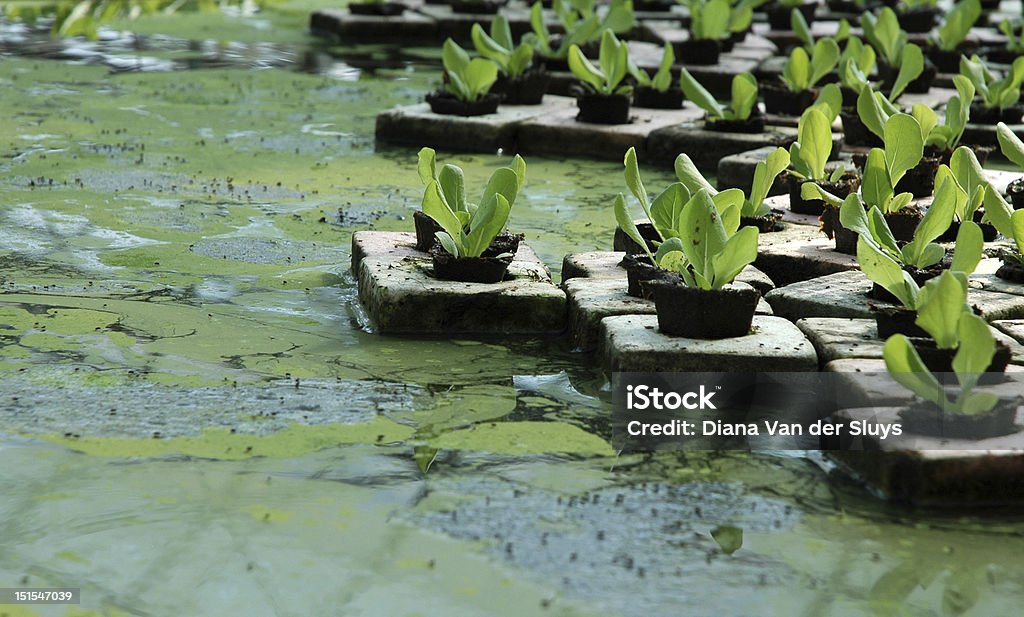 Alface. Hidropônica. - Foto de stock de Agricultura royalty-free