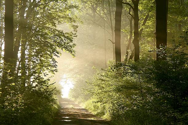 istock Lane through the spring woods at sunrise 151547265