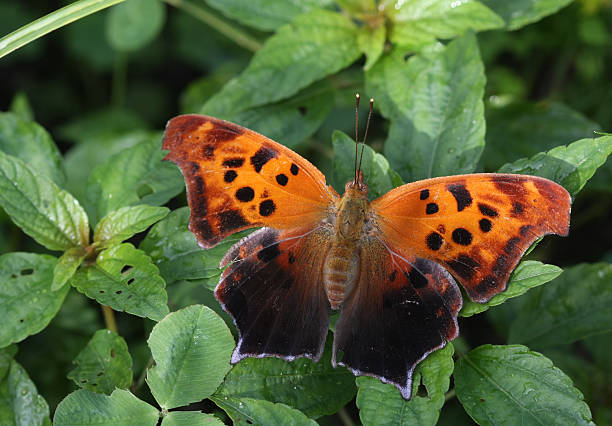 Eastern Comma Butterfly (Polygonia) stock photo