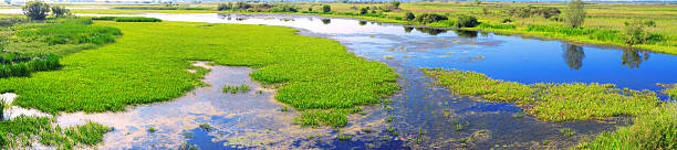 panorama of a marsh stock photo