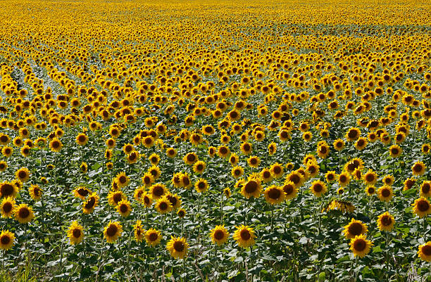 Campo de girasol - foto de stock