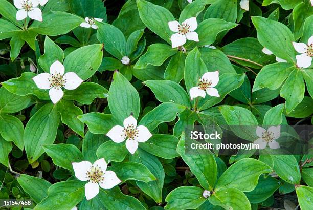 Wildblumen Im Glacier National Park Stockfoto und mehr Bilder von Blume - Blume, Fotografie, Glacier-Nationalpark