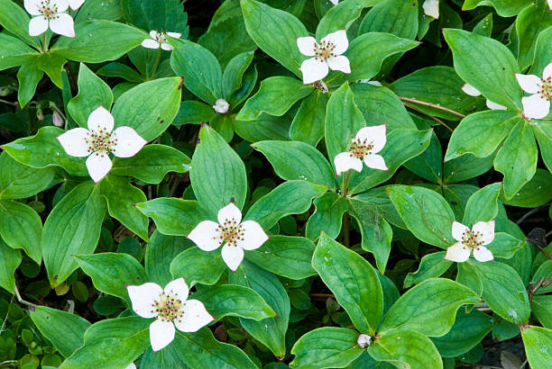 istock wildflowers in Glacier National Park 151547458