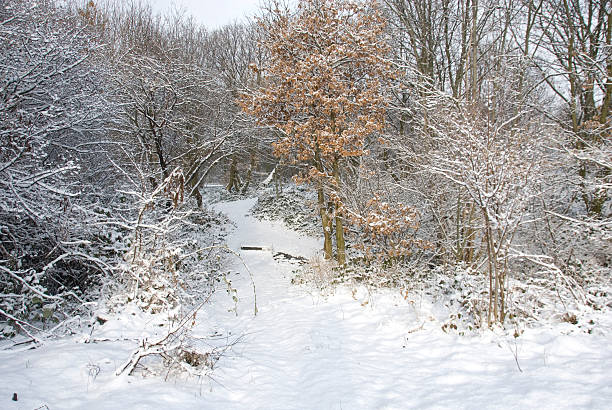 istock Woodland Path and Snow 151547577