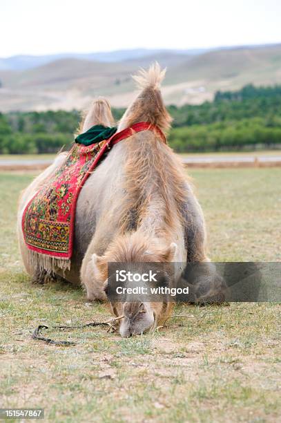 Esgotada De Camelo - Fotografias de stock e mais imagens de Animal - Animal, Cabeça de animal, Camelo