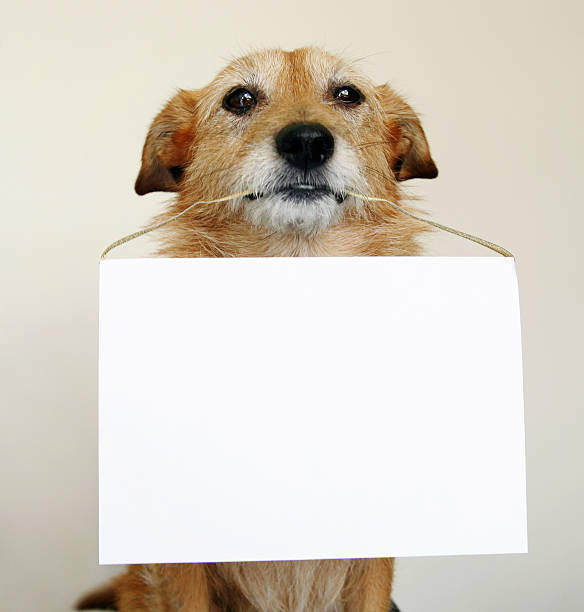 A dog sat down with a blank sign between its teeth stock photo