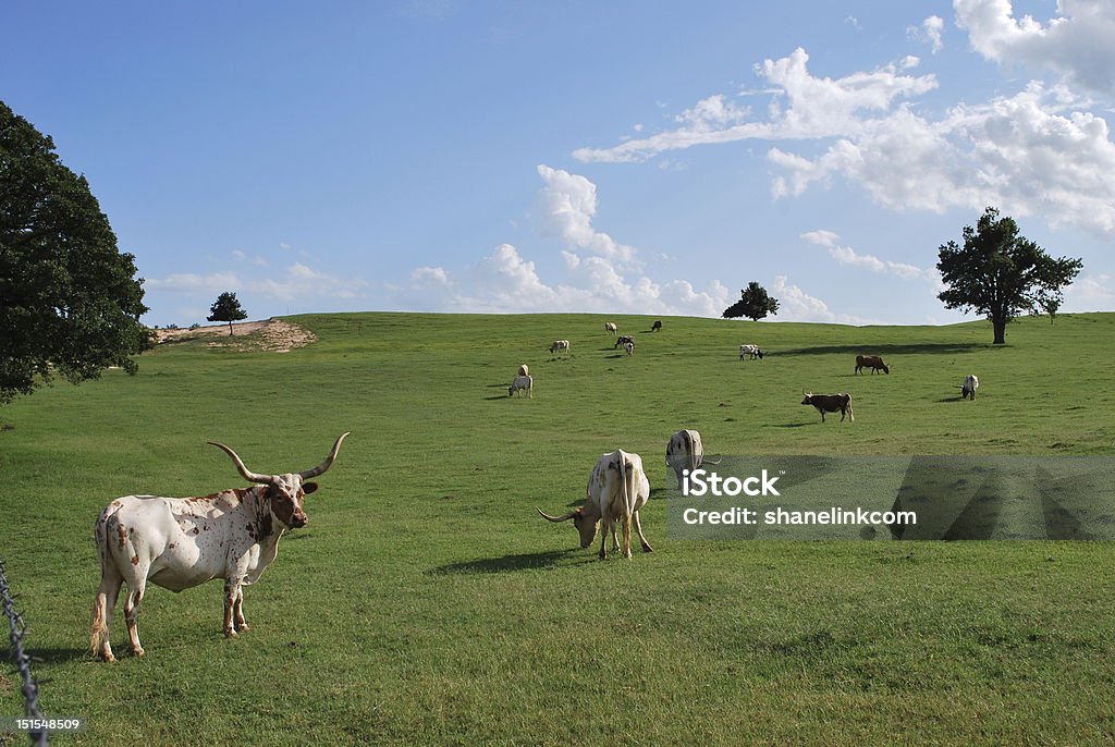 Vache du terrain - Photo de Vache du Texas libre de droits