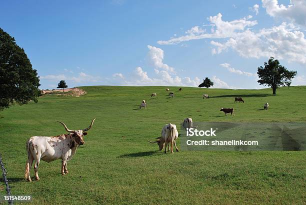 Photo libre de droit de Vache Du Terrain banque d'images et plus d'images libres de droit de Vache du Texas - Vache du Texas, Champ, Agriculture