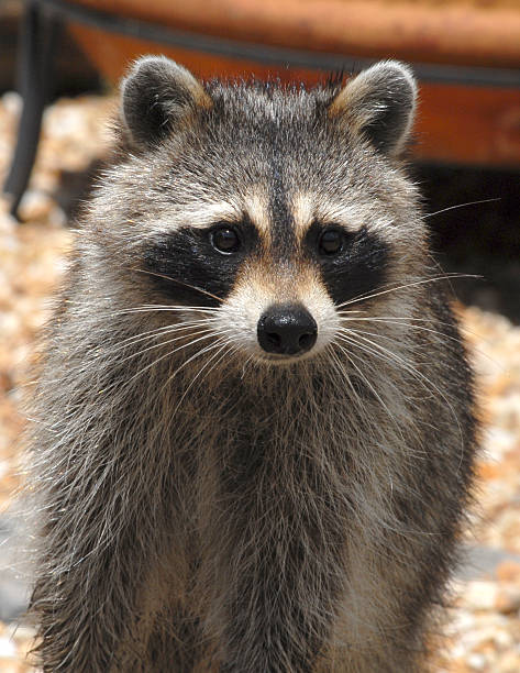 istock Bandit the curious Raccoon 151548519