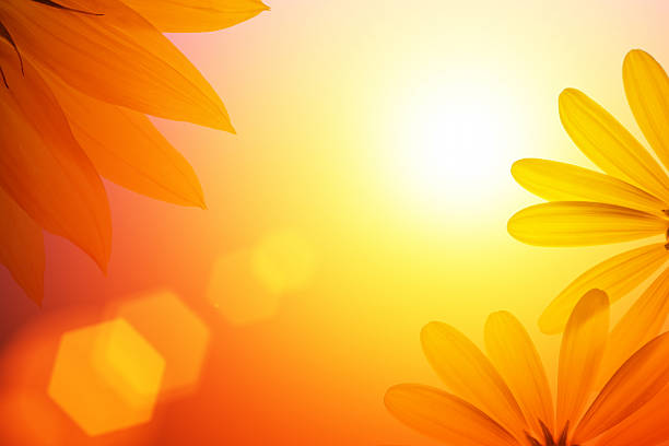 sonne hintergrund mit sonnenblume details. - daisy sunflower stock-fotos und bilder