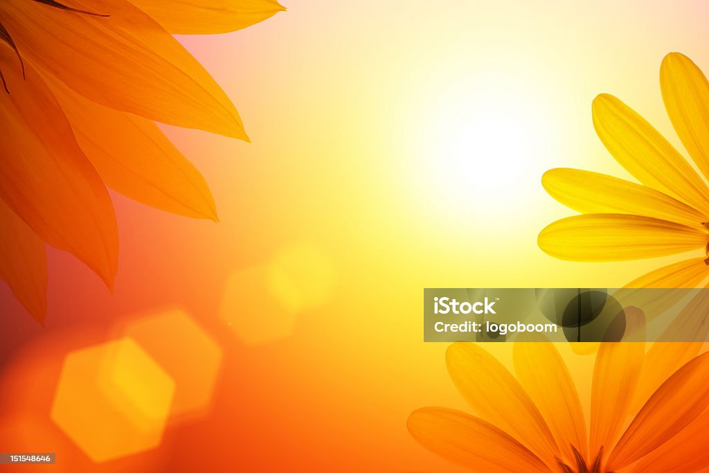 Sunshine background with sunflower details. Blank white page decorated with natural sunflower details. Backgrounds Stock Photo