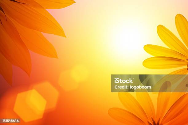 Sunshine Background With Sunflower Details Stock Photo - Download Image Now - Backgrounds, Flower, Sunflower